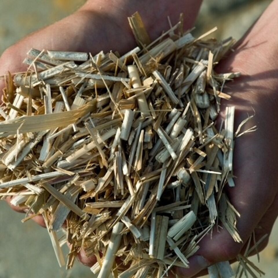 © Nachwachsende Rohstoffe | Miscanthus